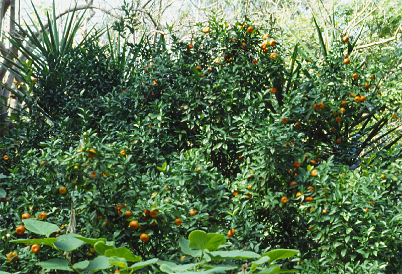 Citrus reticulata